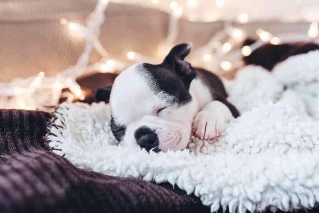 How Much Sleep Does A Boston Terrier Puppy Need 1 How Much Sleep Does A Boston Terrier Puppy Need?