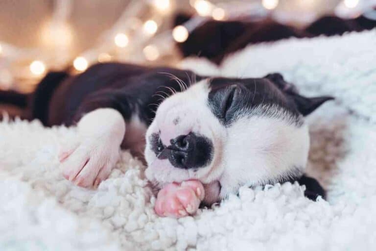 How Much Sleep Does A Boston Terrier Puppy Need?