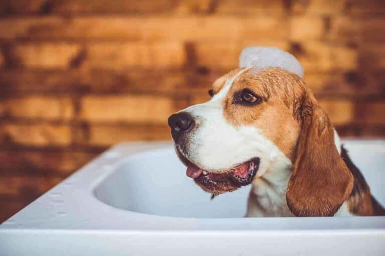 How Often Do Beagles Need to Be Groomed?