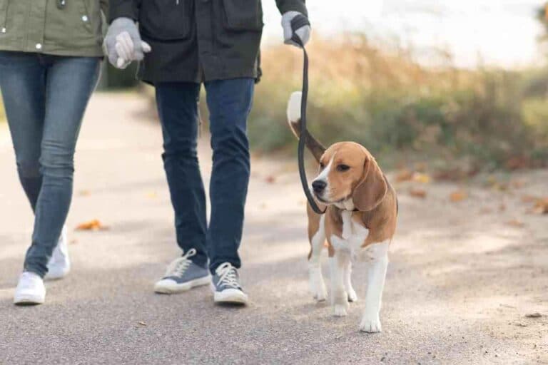 How Often Do Beagles Need to Be Walked?