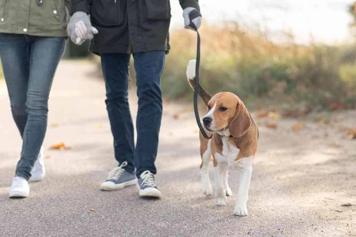 How Often Do Beagles Need to Be Walked? Yolo Pooch