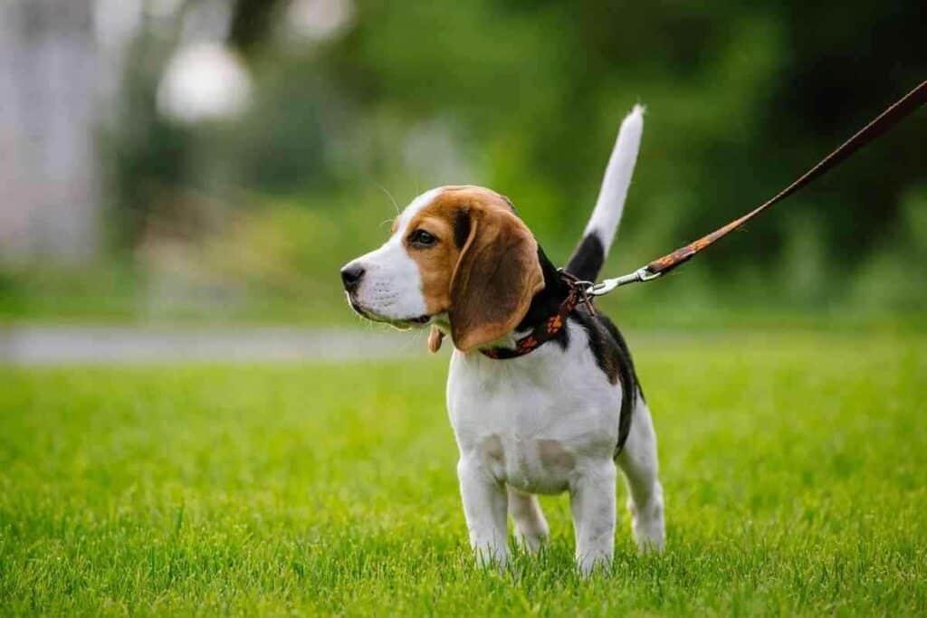 How Often Do Beagles Need to Be Walked How Often Do Beagles Need to Be Walked?