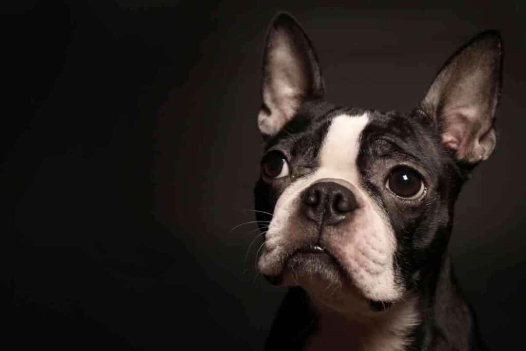 how long does a boston terrier bleed when in heat