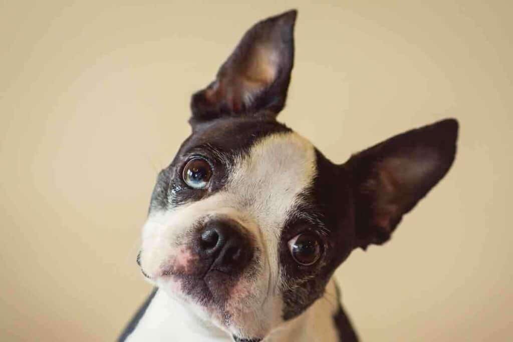 How Smart Are Boston Terriers 1 How Smart Are Boston Terriers?