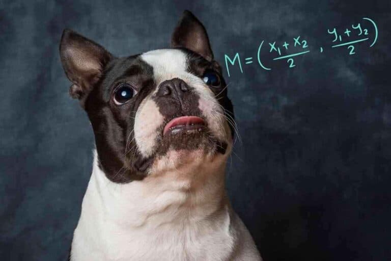 How Smart Are Boston Terriers?