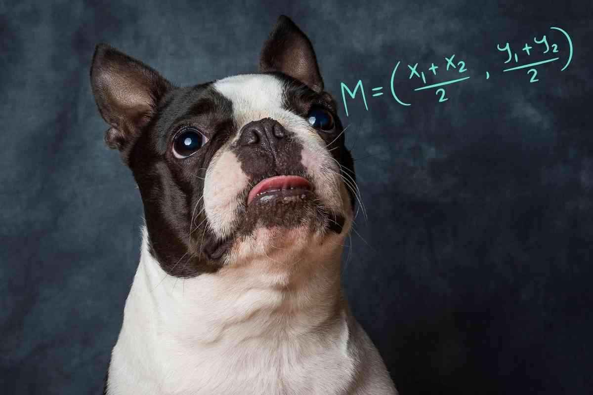 How Smart Are Boston Terriers? Yolo Pooch