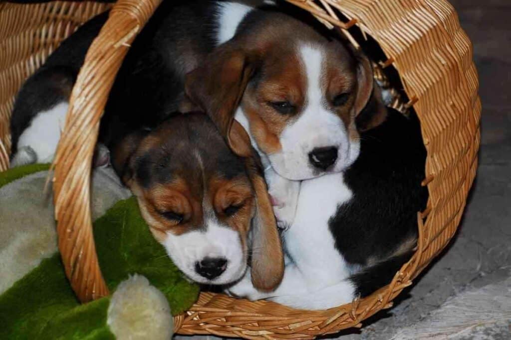 Is It Better to Have 1 or 2 Beagles 1 Is It Better to Have 1 or 2 Beagles?