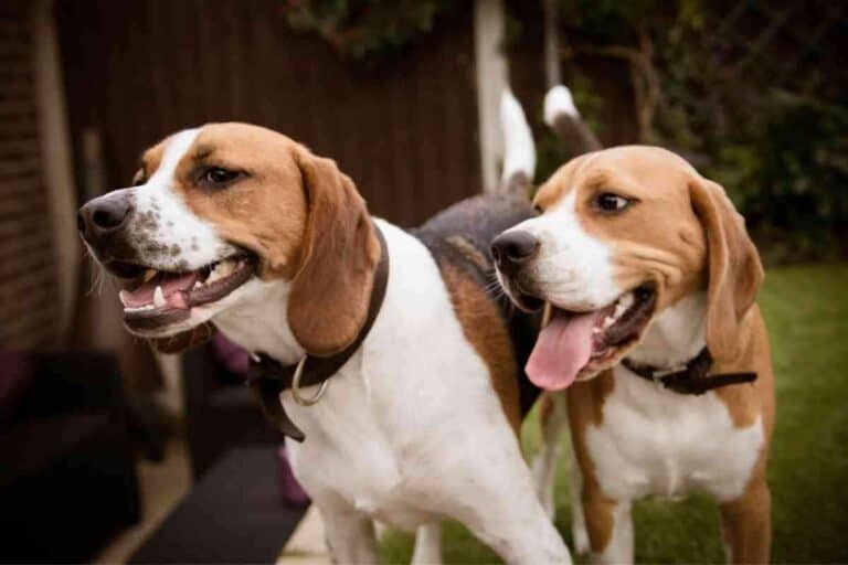 Is It Better to Have 1 or 2 Beagles?