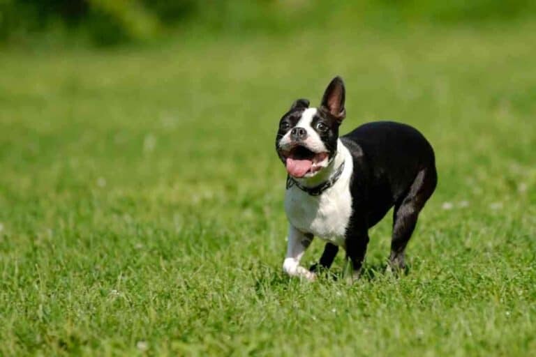 What Age Do Boston Terriers Naturally Calm Down?