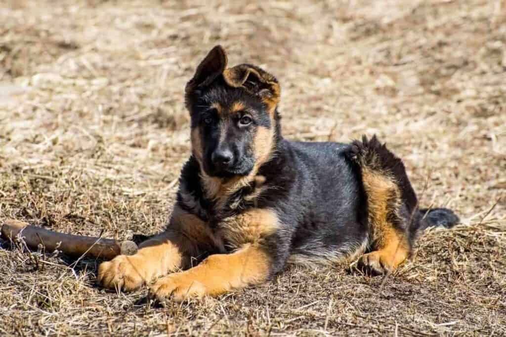 What Are The 5 Types of German Shepherds 1 What Are The 5 Types of German Shepherds?