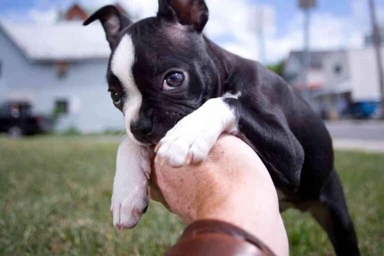 When Do Boston Terrier Puppies Stop Biting?