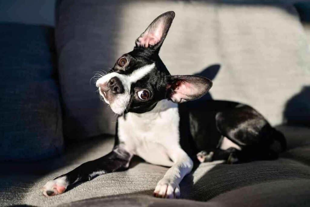 do boston terrier puppies shed