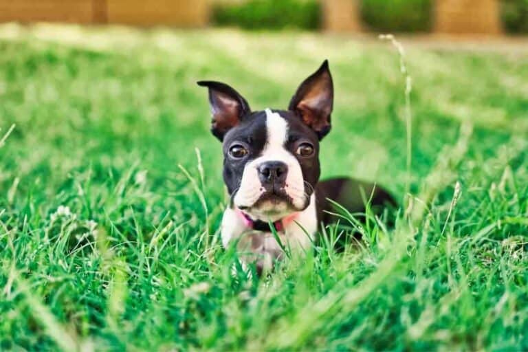 When Do Boston Terriers Shed Their Puppy Coats?