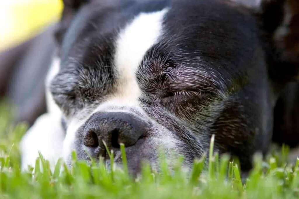 When Do Boston Terriers Sleep Through The Night 1 When Do Boston Terriers Sleep Through The Night?