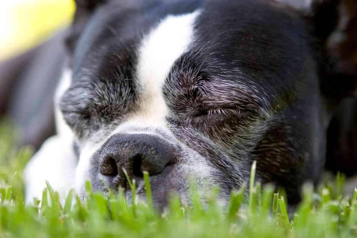 When Do Boston Terriers Sleep Through The Night? Yolo Pooch