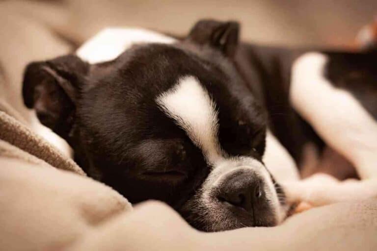 When Do Boston Terriers Sleep Through The Night?