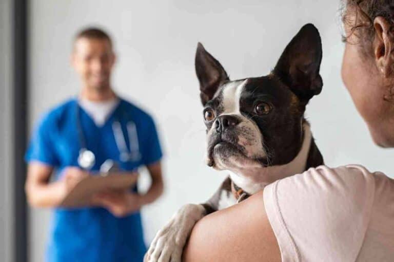 When Should A Boston Terrier Be Neutered?