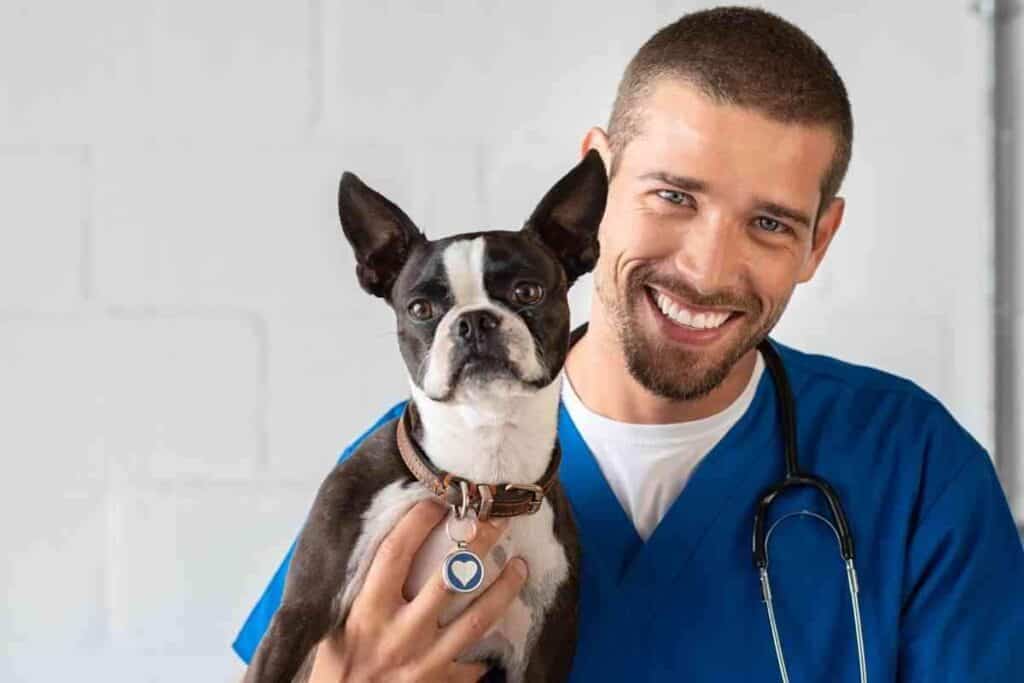 When Should A Boston Terrier Be Neutered When Should A Boston Terrier Be Neutered?