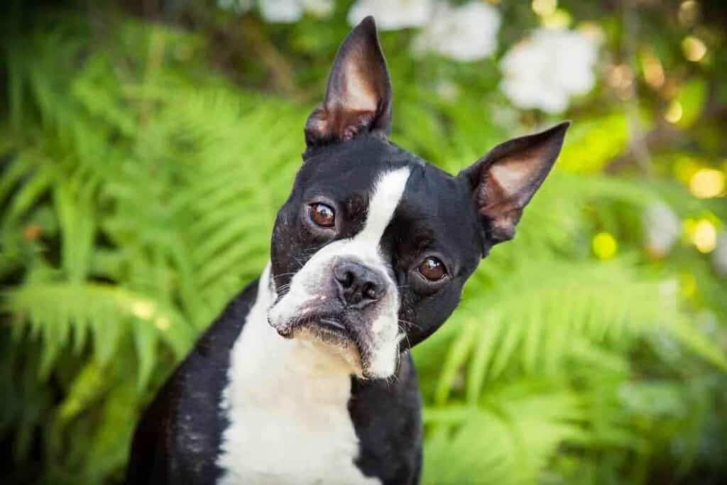 When Should A Boston Terrier Be Spayed 1 When Should A Boston Terrier Be Spayed?