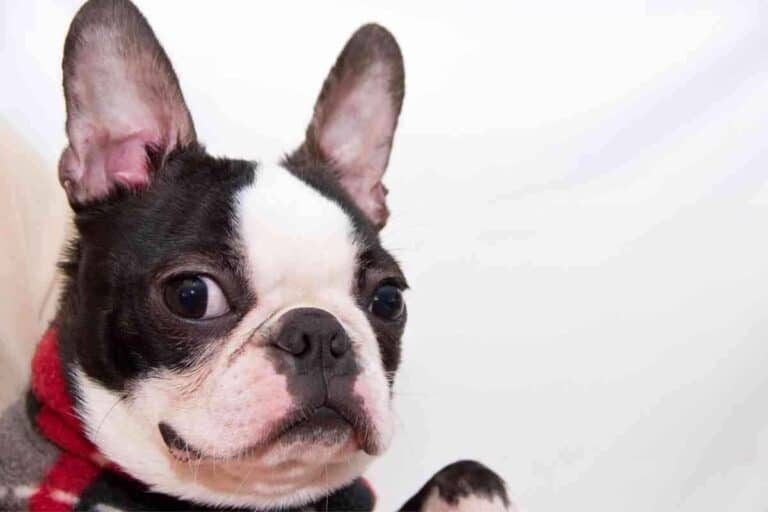 When Should A Boston Terrier Be Spayed?