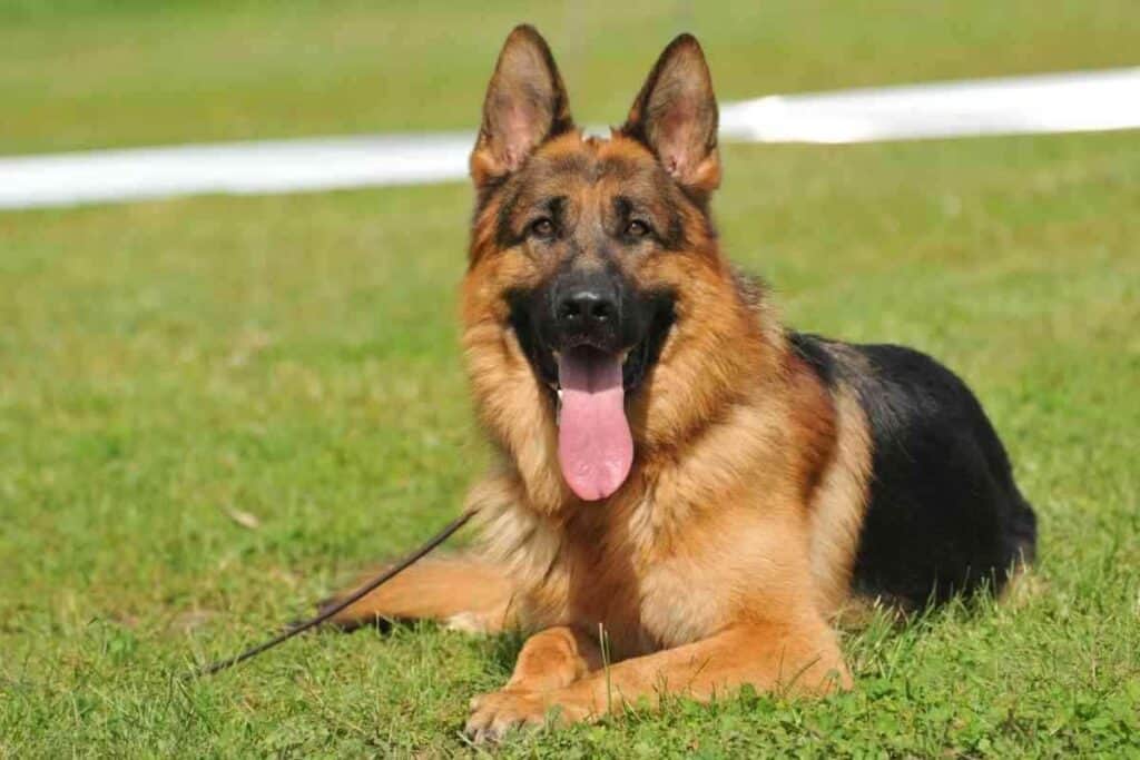 Why Do German Shepherds Groan When Lying Down Why Do German Shepherds Groan When Lying Down?