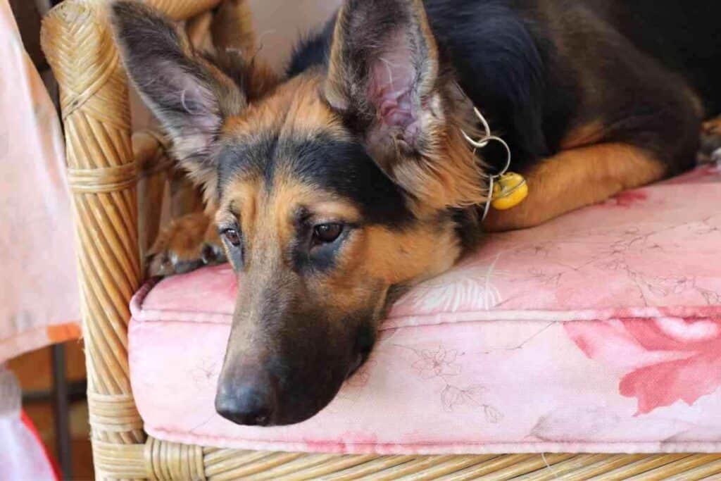 Why Do German Shepherds Sit on You 1 Why Do German Shepherds Sit On You?