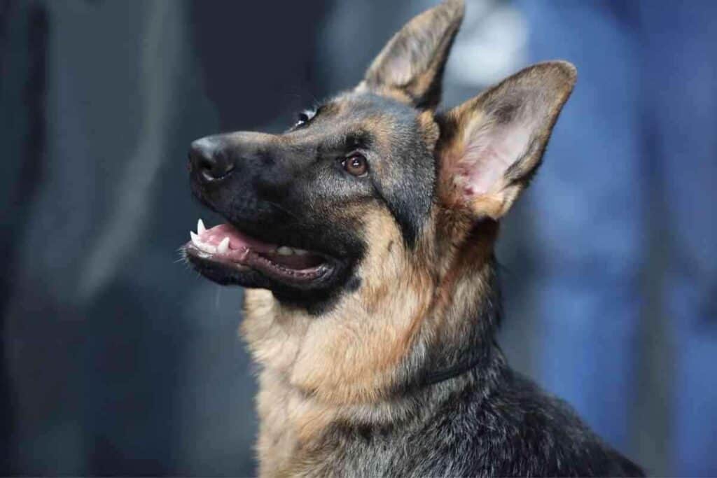 Why Do German Shepherds Whine So Much 1 Why Do German Shepherds Whine So Much?
