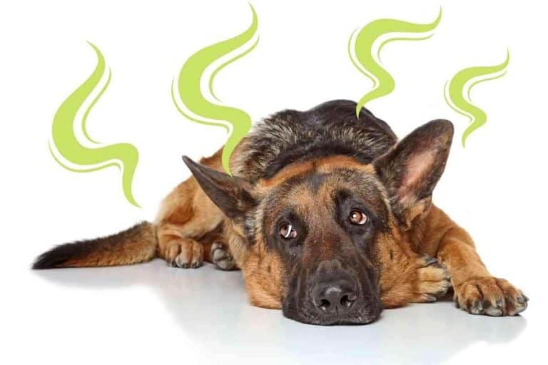 Why Does My German Shepherd Smell Sour?