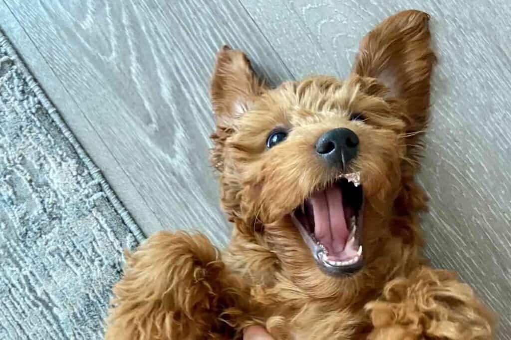 Do Goldendoodles Get Hot Easily? (Here's what to do) Yolo Pooch