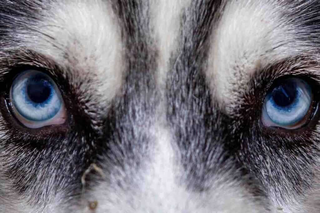 Are Huskies The Only Dogs With Blue Eyes 1 Are Huskies The Only Dogs With Blue Eyes?