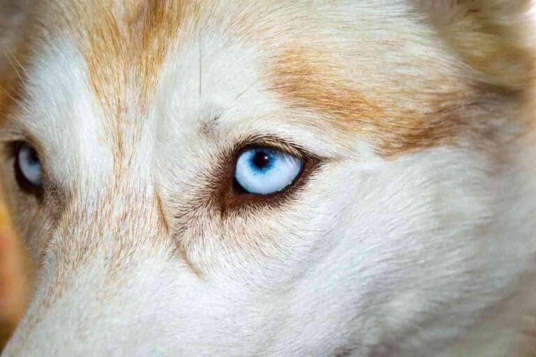 Are Huskies The Only Dogs With Blue Eyes?
