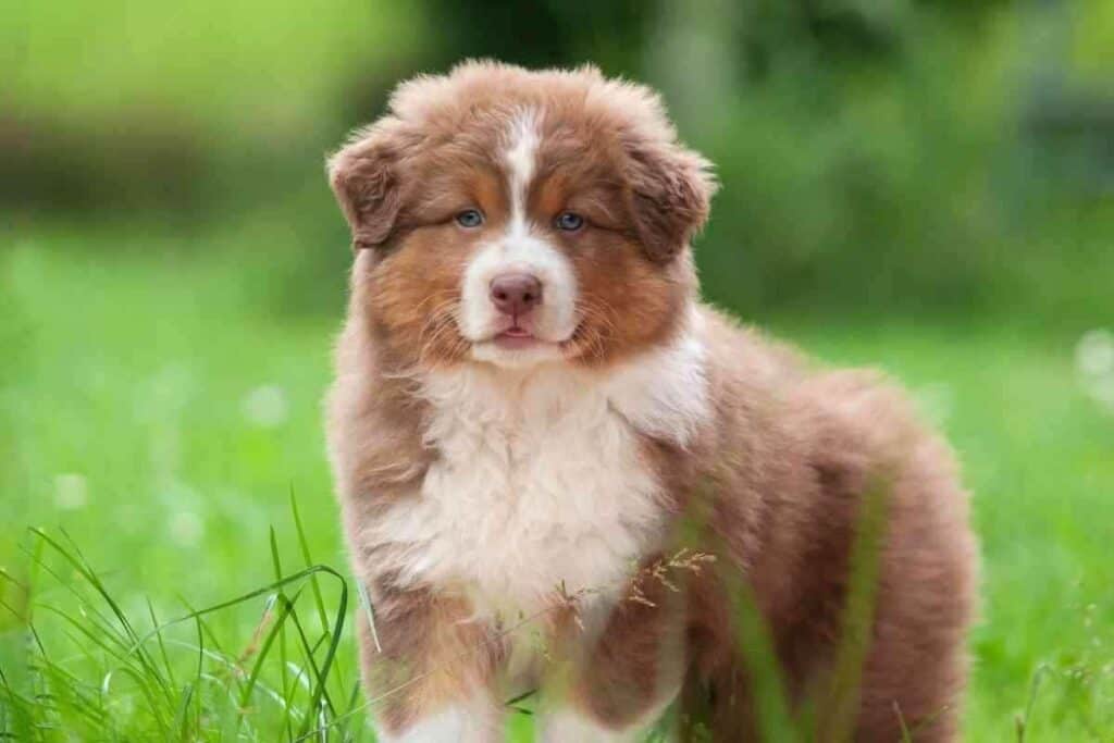 Do Australian Shepherd Puppies Eyes Change Color 1 Do Australian Shepherd Puppies' Eyes Change Color?