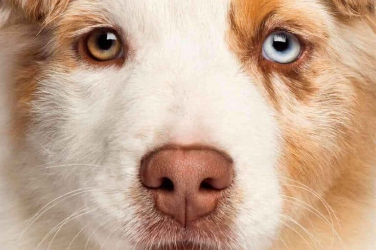 Do Australian Shepherd Puppies’ Eyes Change Color?