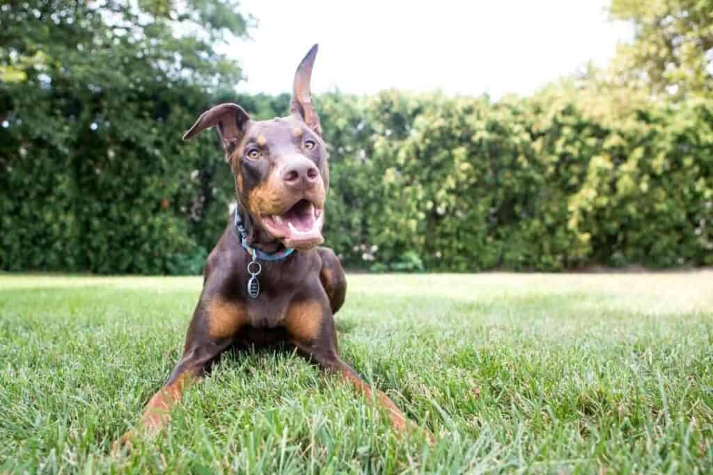 Do Dobermans Come in Different Colors Do Dobermans Come in Different Colors?