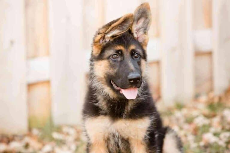 Is It Bad to Touch a German Shepherd Puppy’s Ears?