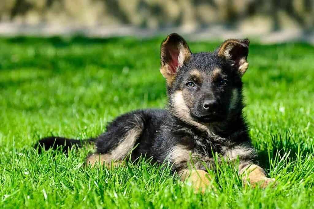 Is It Bad to Touch a German Shepherd Puppys Ears Is It Bad to Touch a German Shepherd Puppy’s Ears?