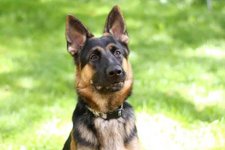 Why Does My German Shepherd Always Stare at Me?