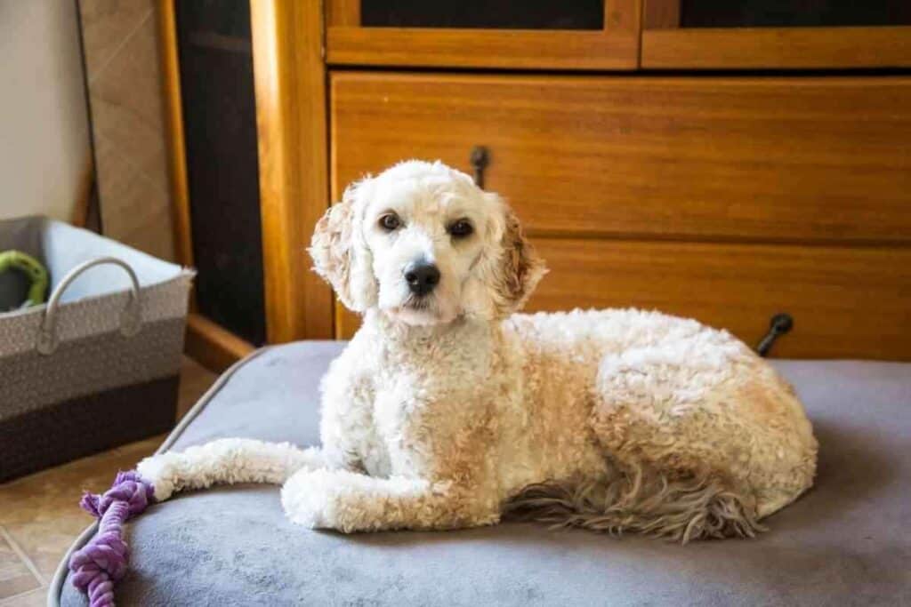 Are Labradoodles Good Apartment Dogs 1 1 Are Labradoodles Good Apartment Dogs? Why?