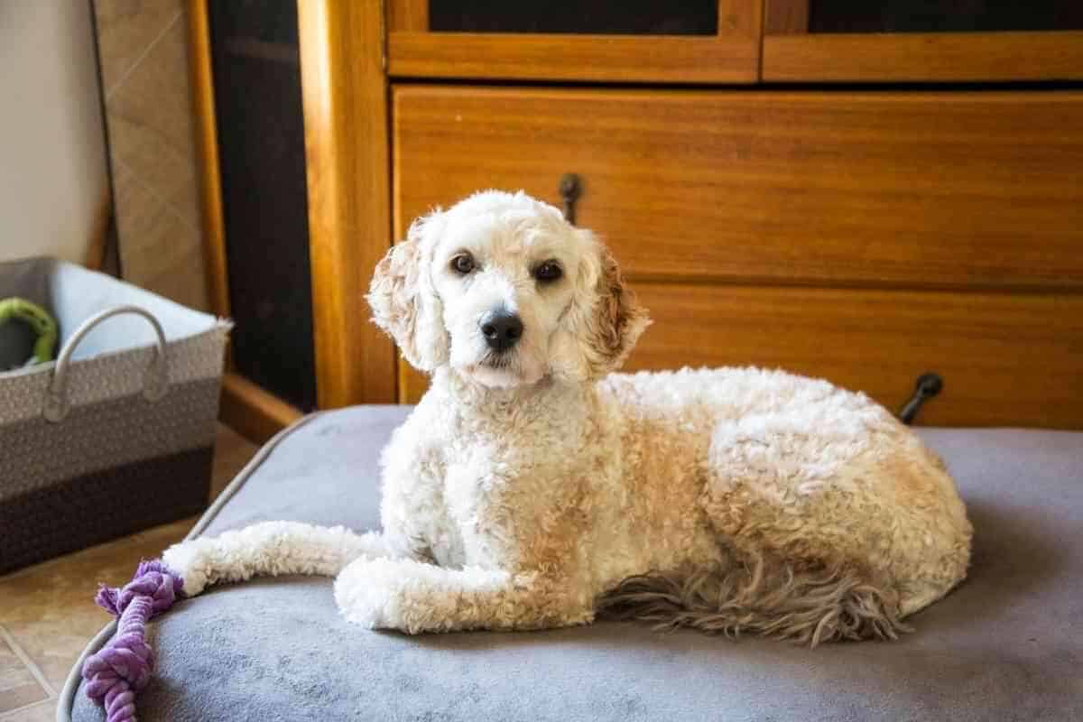 are labradoodles good apartment dogs