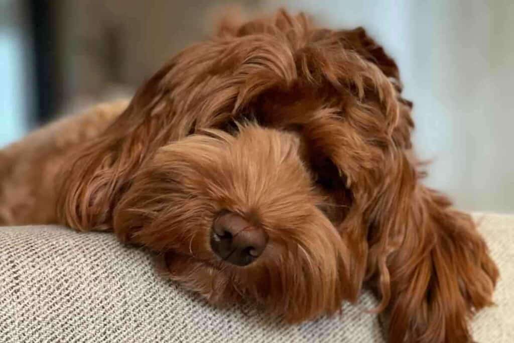 are labradoodles good apartment dogs