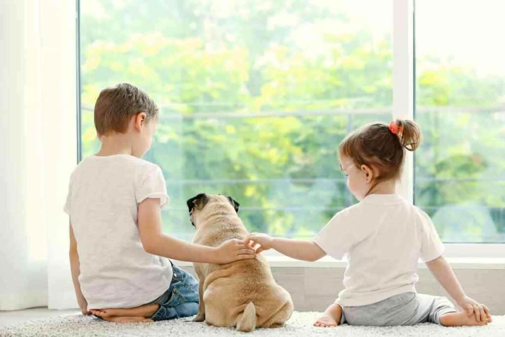 Are Pugs Good With Kids 1 1 Are Pugs Good With Kids? What Makes Them That Way?