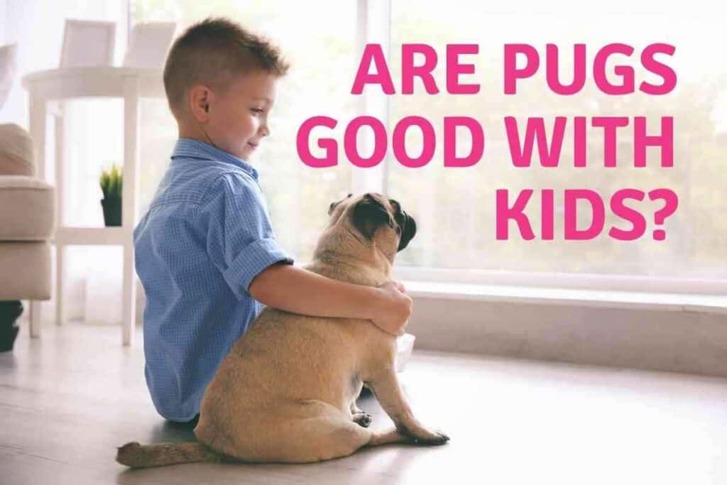 Are Pugs Good With Kids 1 Are Pugs Good With Kids? What Makes Them That Way?