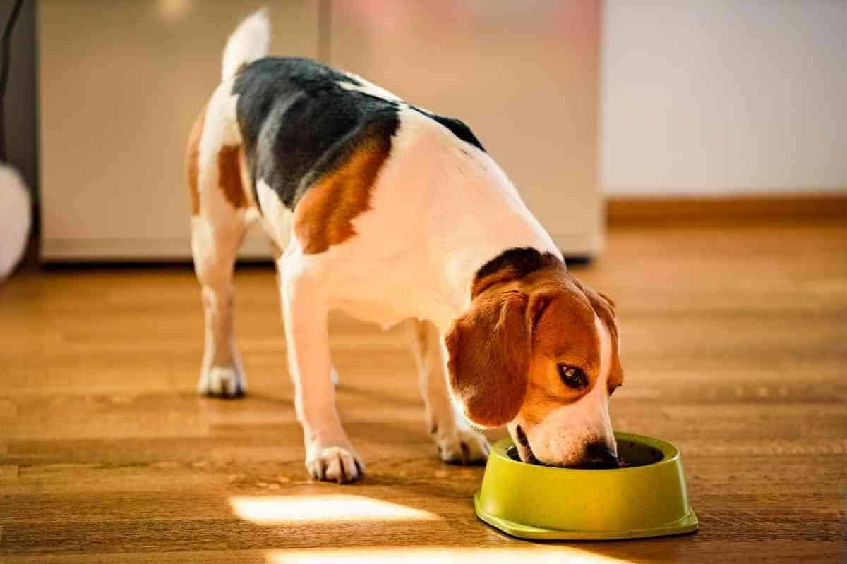 7 Best Weight Loss Dog Foods For Beagles Yolo Pooch