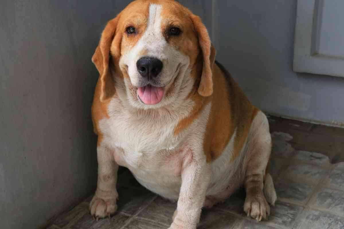 beagle weight loss diet