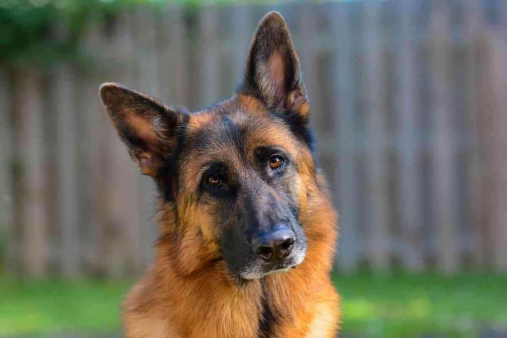 Can A German Shepherd Be Left Alone 1 Can A German Shepherd Be Left Alone? For How Long?