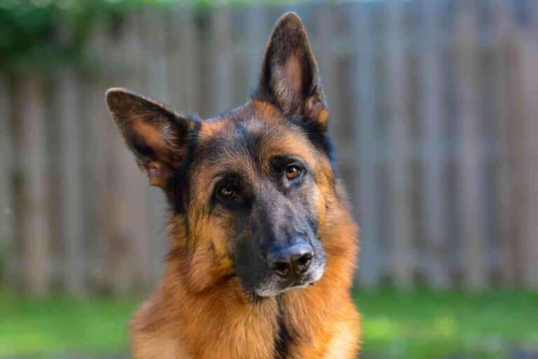 Can A German Shepherd Be Left Alone? For How Long?