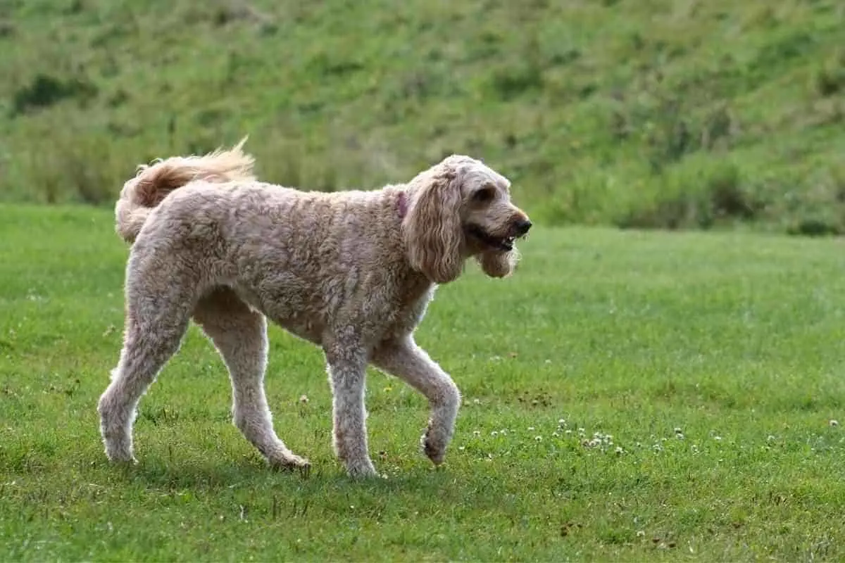 can labradoodles be outside dogs