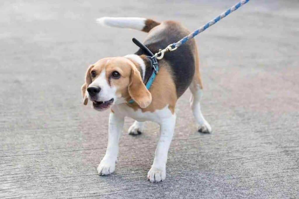 Do Beagles Bite Do Beagles Bite? 4 Reasons And 4 Solutions!