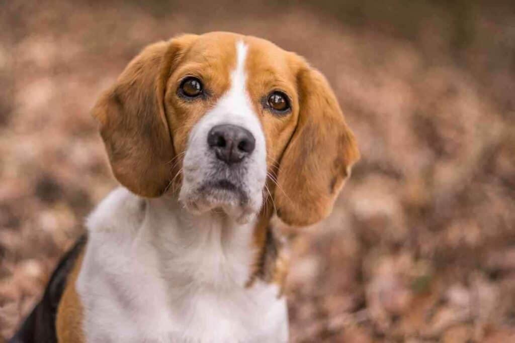 Do Beagles Drool 2 Do Beagles Drool? 4 Reasons Yours Is A Drooler!