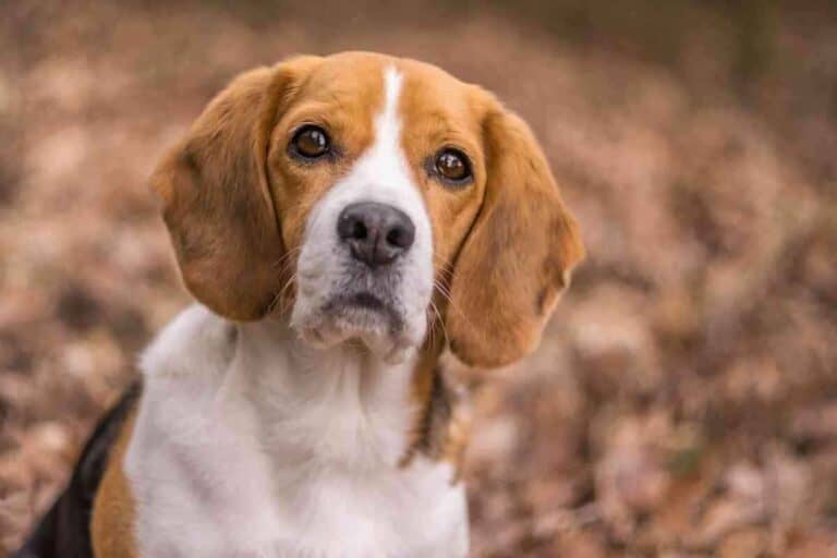 Do Beagles Drool? 4 Reasons Yours Is A Drooler! Yolo Pooch